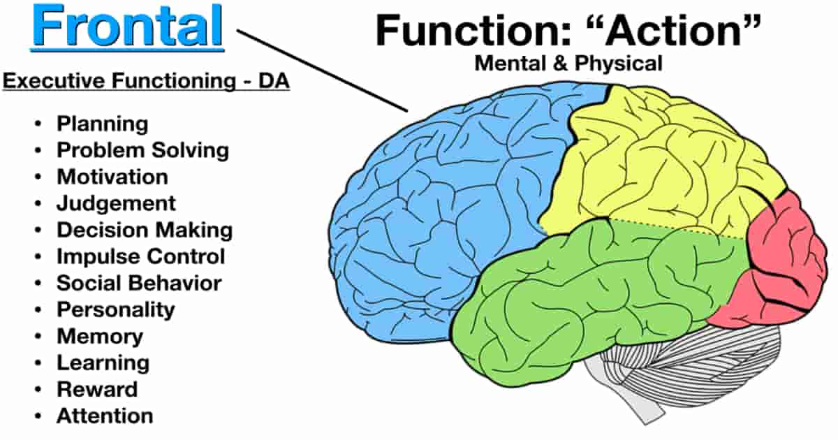 frontal cortex